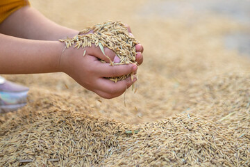 Hands Holding Rice Panicles Autumn Harvest Scene
