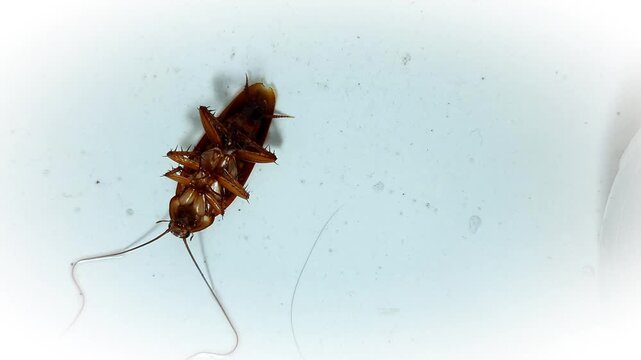 Footage of a cockroach convulsing and dying after being sprayed with pesticide on a floor