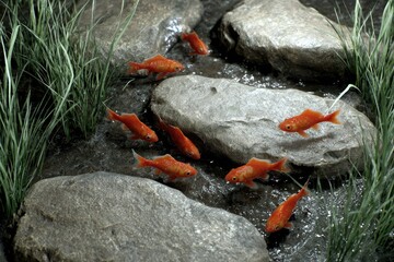 Obraz premium Red fish in a rocky stream bed