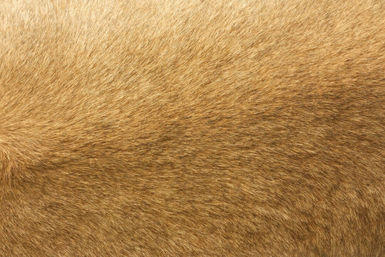 Close up of lion fur texture