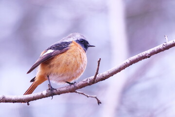 枝の上で餌を探すジョウビタキ