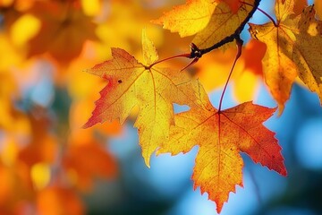Obraz premium Close-up of vibrant autumn maple leaves glowing in warm sunlight with blurred colorful foliage background