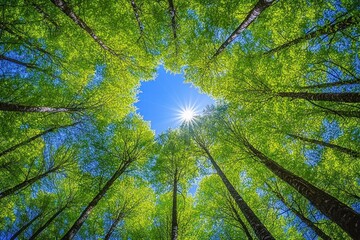 Looking up through tall trees with fresh green leaves to a bright sun shining in a clear blue sky creating a starburst effect
