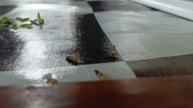 Several small snails are walking on the floor.