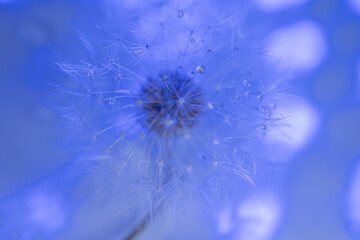 Fototapeta premium Dandelion with dew drops in colorful light – macro photo of delicate dandelion seeds with soft bokeh