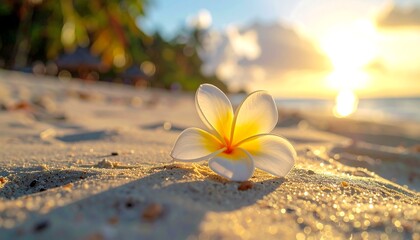 A close-up shot of a single tropical flower lying on a sandy beach, bathed in the warm light of a setting sun