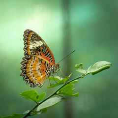 Detailed Close-up of Orange Lacewing Butterfly on Green Leaf