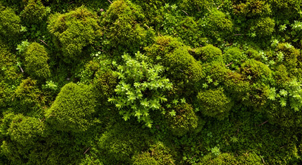 Fototapeta premium Forest Floor Life