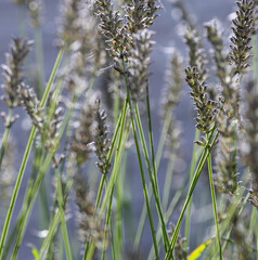 Tall Lavender in Windy Weather — Artistic Macro Side View with Blurred Background
