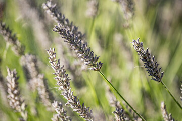 Tall Lavender in Windy Weather — Artistic Macro Side View with Blurred Background