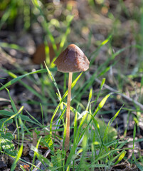 Macro Photo of Mushrooms in Park Grass &mdash; Dew Drops and Sunlight with Blurred Background