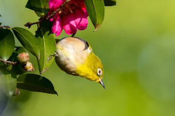 ピンクのサザンカにぶら下がるメジロ