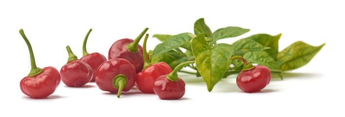 close-up of red rocoto chilies with green leaves isolated white background, soft focus concepts of fresh ingredients and spicy cuisine
