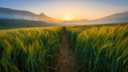 Path through a golden wheat field at sunrise with misty mountains