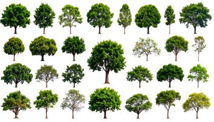A collection of various trees with verdant foliage, each isolated against a pure white background, showcasing diversity