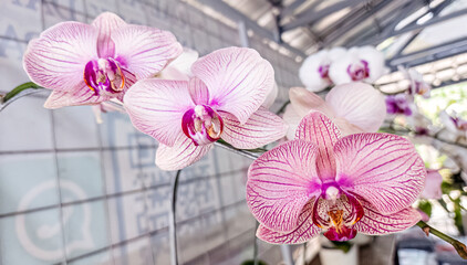 Delicate pink orchids arranged in a beautiful cluster. Soft pink and white orchids complementing each other perfectly. Orchid flowers with intricate veins and soft hues of pink