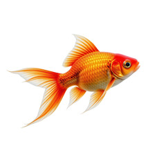 Fototapeta premium Vibrant Goldfish Swimming Gracefully in Clear Water Background