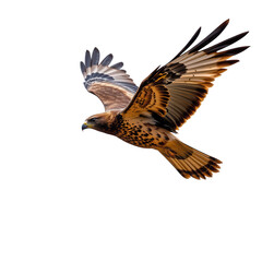 Obraz premium Majestic Hawk in Flight against Clear Blue Sky Background
