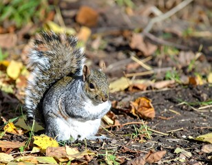 Eastern Gray Squirrel Foraging in Autumn Leaves.