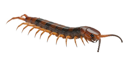 3D illustration of centipede with segmented body and antennae  