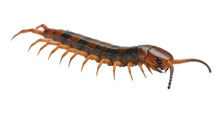 3D illustration of centipede with segmented body and antennae  