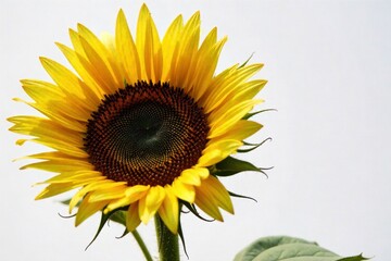 Obraz premium Shadow Play Abstract patterns of light and shadow cast by a dark sunflower on a textured surface. Abstract patterns of light and shadow cast by the intricate petals of a dark sunflower on a textured,