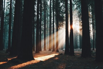 Sunlight streams through a dense forest (2)