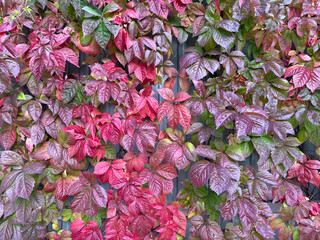 Autumn ivy leaves in warm tones of red and brown form a textured wall. The scene conveys nature’s...