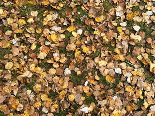 A close-up of green grass peeking through dry yellow birch leaves scattered on the forest floor. The image blends decay and renewal, symbolizing nature’s constant balance