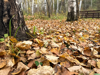 A close-up of dry autumn leaves covering the ground beneath birch trees in a calm forest park. The image represents the beauty of seasonal change, stillness, and nature’s quiet transformation