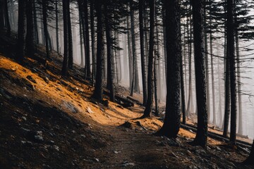 Misty mountain path through a dense forest