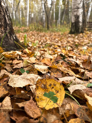 A layer of dry golden leaves covers the forest floor under birch trees during autumn. The warm tones and soft focus evoke peacefulness and the passage of seasons in nature