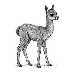 Fototapeta premium Llama Illustration