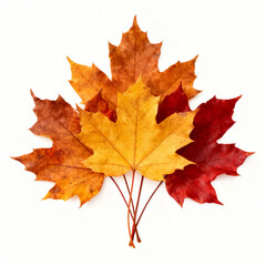 A group of colorful maple leaves isolated on white background, showing the beauty of autumn season