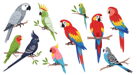 Exotic Parrots Collection Colorful Bird Species on Branches Illustration