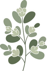 Delicate eucalyptus branch illustration botanical design element nature organic soft greenery botanical design vector