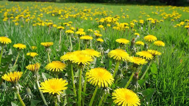 Vibrant yellow dandelions bloom abundantly across a lush green meadow on a bright sunny day, showcasing the beauty of spring and natures renewal in a wide outdoor shot.