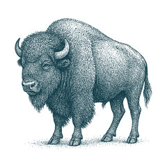 Vintage Bison Engraving Illustration