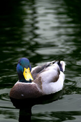 Mallard duck swimming on a lake in cloudy afternoon