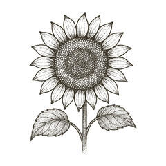 Fototapeta premium Sunflower Vintage Line Art Botanical Illustration in Dotwork Style