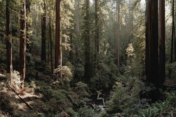 Fototapeta premium Redwood forest, sunlight filtering through trees