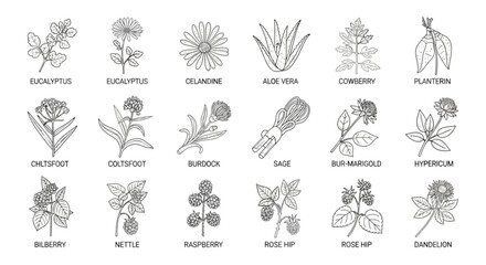 Botanical Herbs and Plants Line Art Illustration