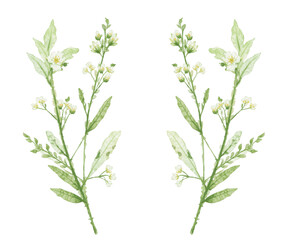 Obraz premium Watercolor Botanical Illustration, Delicate White Flowers and Green Leaves Against a Plain Field