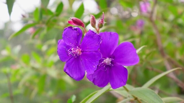 Close-Up of Purple Glory Flowers (Tibouchina urvilleana) in Morning Light