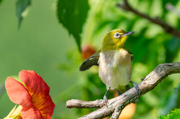 ノウゼンカズラと初夏のメジロ