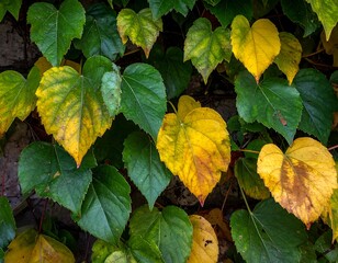 Close-up of heart-shaped leaves, green and yellow tones, textured wall