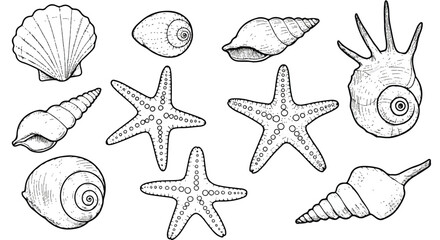A vector illustration set of outlined seashells and starfish displayed in a minimalist black and white flat 2D style, perfect for aquatic and summer themes.