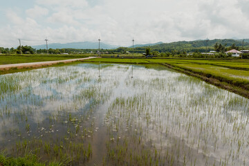Fototapeta premium A picturesque scenery of fresh green rice paddy fields somewhere in Northern Thailand