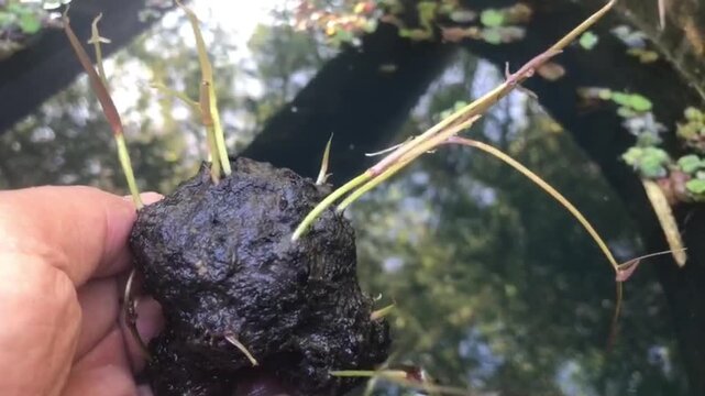 Red lotus rhizomes prepared for planting in pond, showing aquatic plant cultivation and traditional agriculture concept.