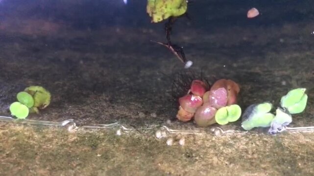 Red Azolla fern floating on water surface used for natural wastewater treatment and ecological purification. Sustainable environmental concept footage.